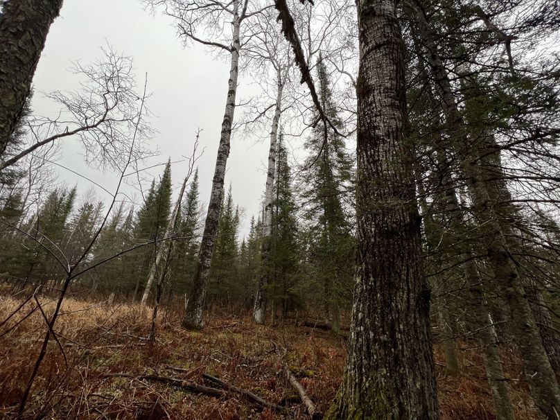 Delta_MI_83.9_Williams-23