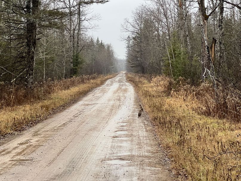 Delta_MI_83.9_Williams-01