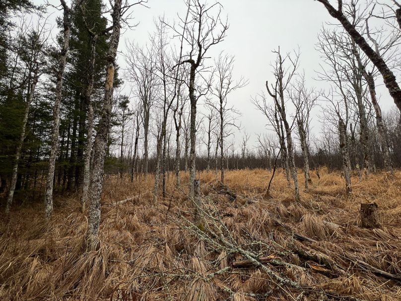 Delta_MI_83.9_Williams-21