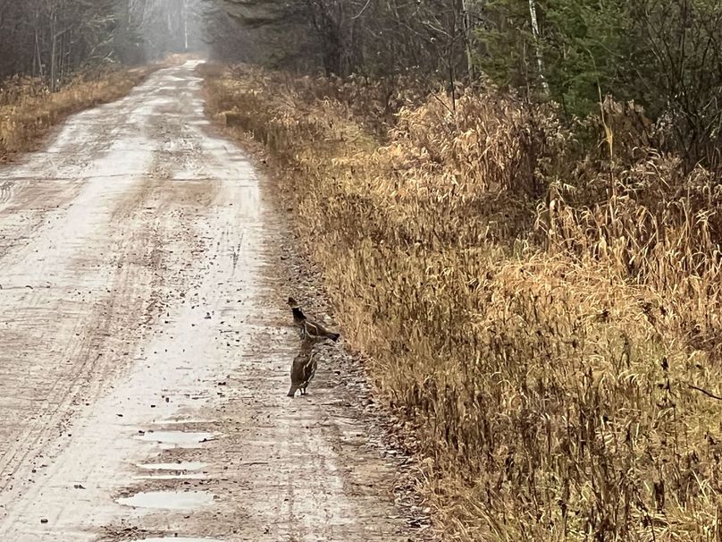 Delta_MI_83.9_Williams-02