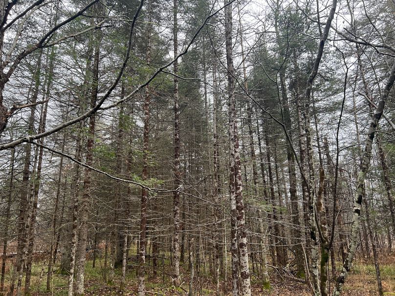 Delta_MI_83.9_Williams-20