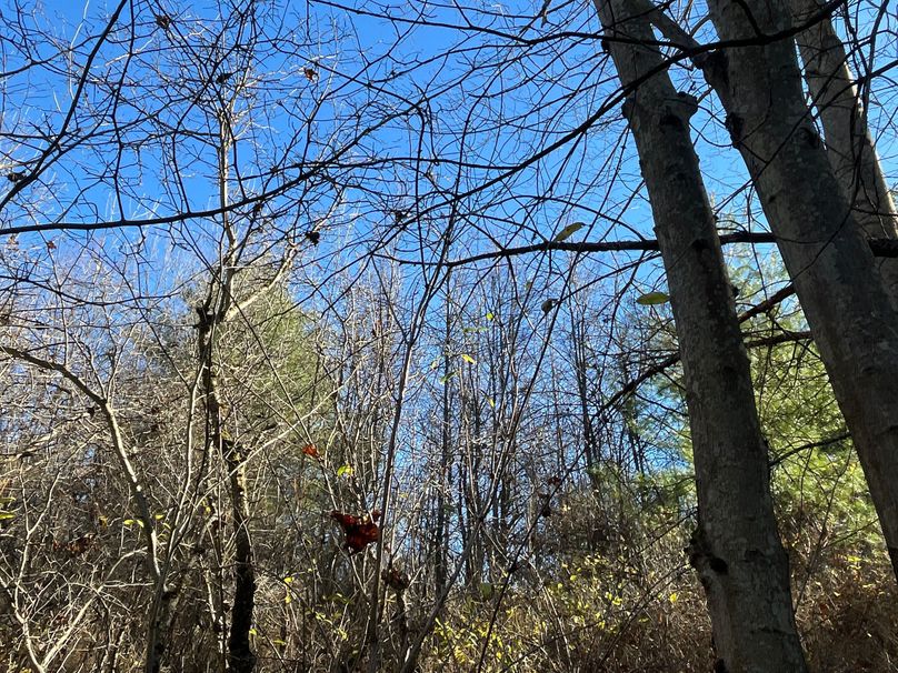 Tioga_30_Zeuner Photo 45