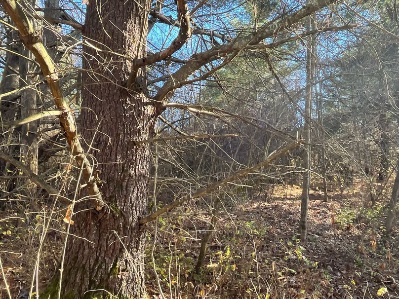 Tioga_30_Zeuner Photo 48