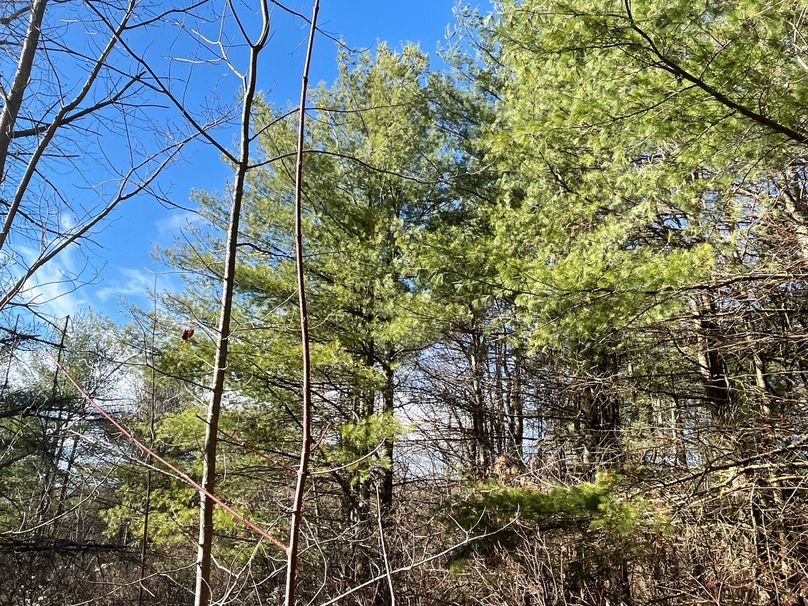 Tioga_30_Zeuner Photo 46