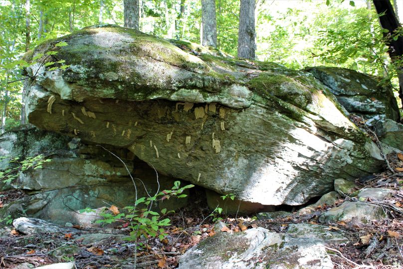 017 look closely at all the muddabber nests under the shelter of this huge boulder