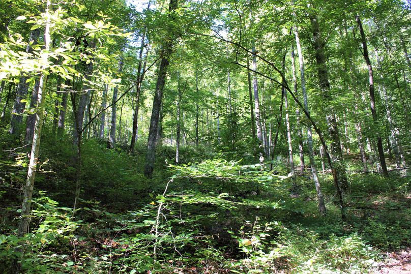 022 healthy mix of understory beneath the canopy in the southern area of the property