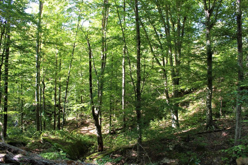 013 open understory along a small valley in the north section