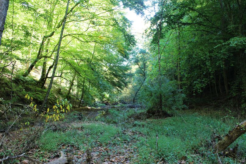 020 the main creek valley near the eastern edge of the property