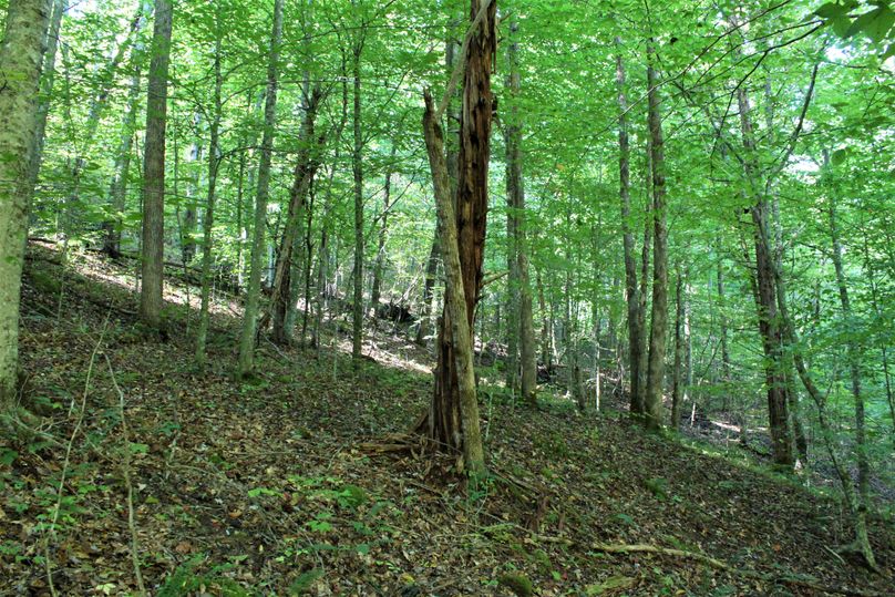 027 open understory within a nice stand of beech and sourwood