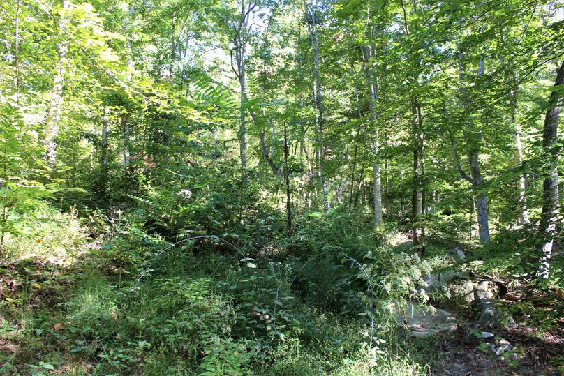 010 good mix of forest regeneration along a south facing slope