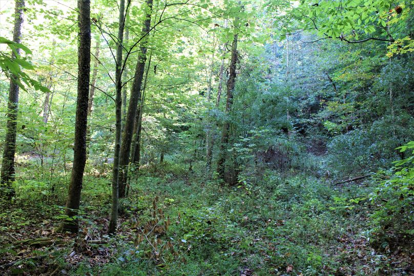 014 lush undergrowth along the creek in the main valley