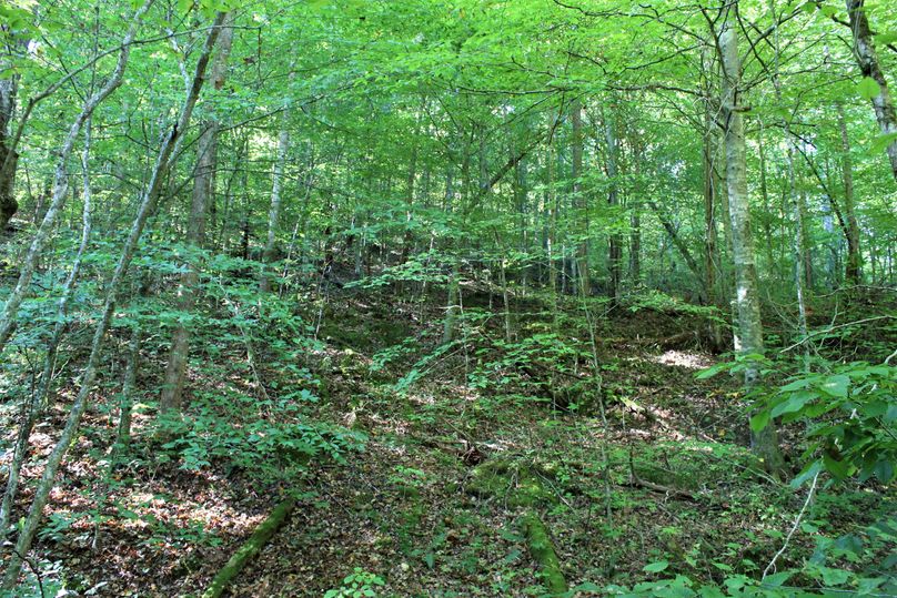 023 healthy regeneration in the south area in what appears to be a very old field or pasture many, many years ago