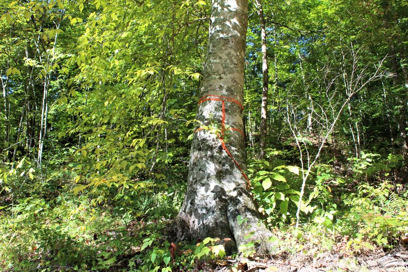 008 giant beech tree at the entrance 