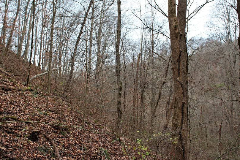 017 east facing hillside slope in the western section of the property