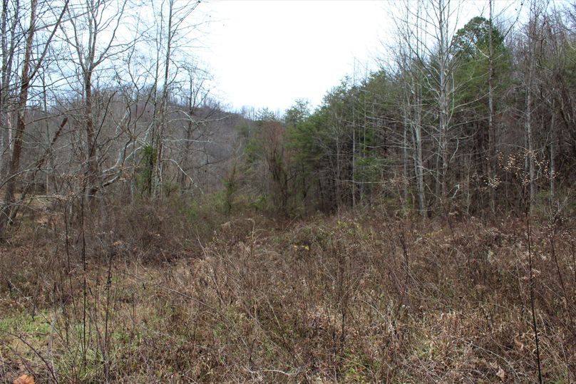 005 old field growth along the east side of Frozen Creek