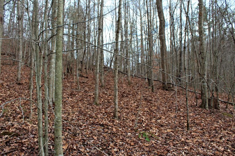 007 forested area on a west facing slope near the western boundary