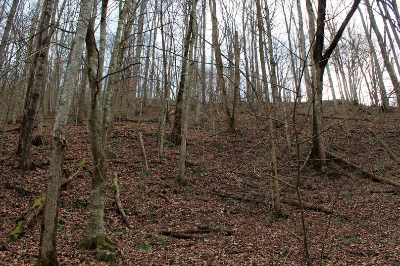 016 north facing forested hillside up the main valley