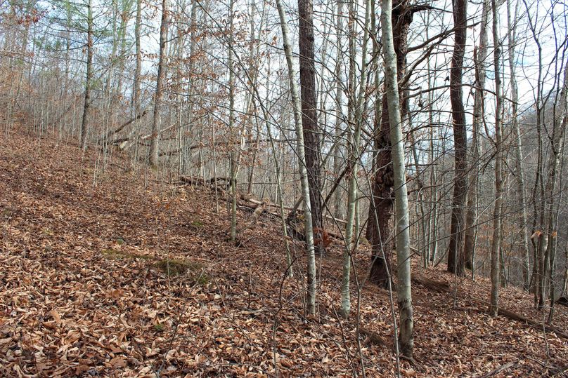 024 forested point at the mouth of the main valley