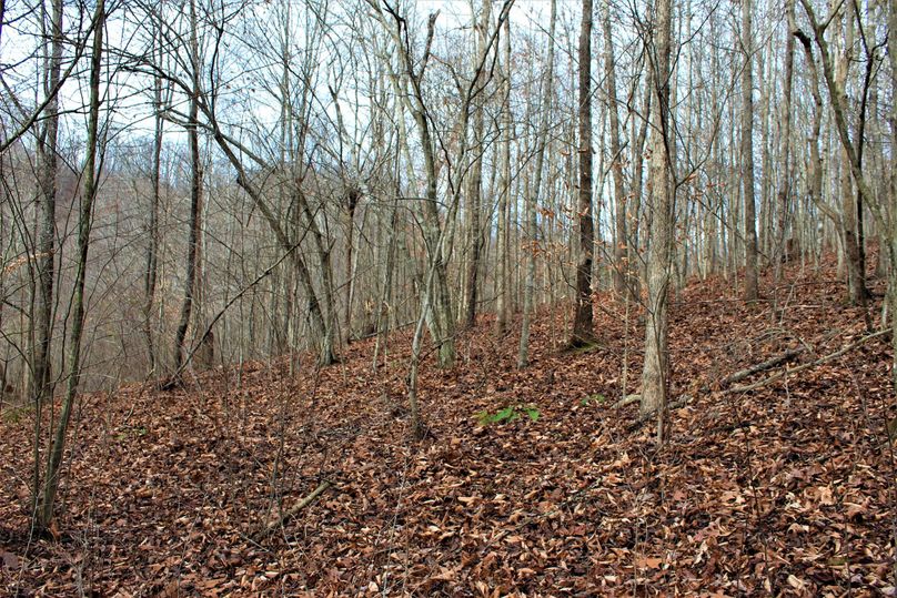 004 small forested area that use to be pasture