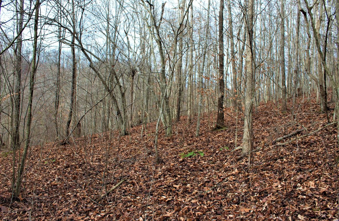 004 small forested area that use to be pasture