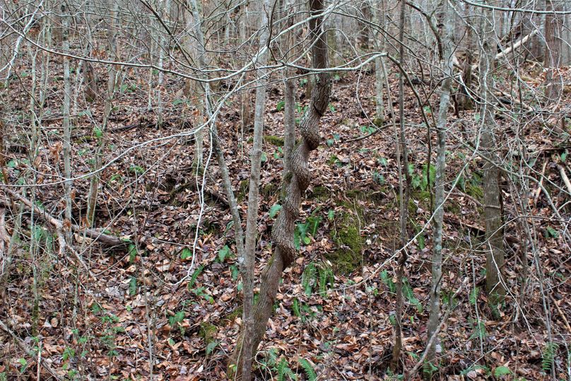 028 nature_s unique way of decorating the landscape