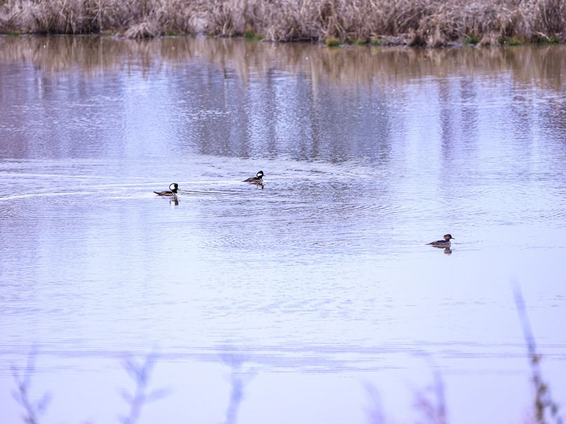 Copy of 71B3BC42-A1E7-4858-9CC1-DDF417981DA7