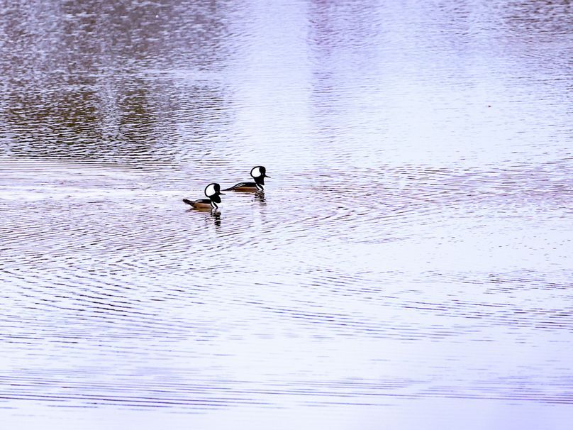 Copy of 25CCF808-6EB1-4E5E-B7CD-4FD426639C9C