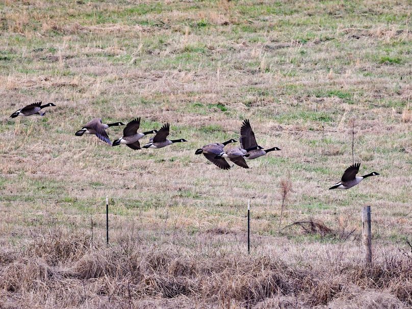 Copy of 32FF1485-CAEC-48D1-8C3F-440F7B4C12FB