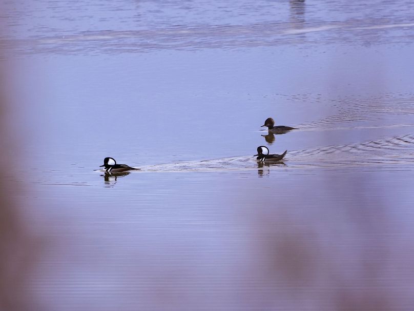 Copy of 214A469C-D69F-438B-A923-928100BBB60F