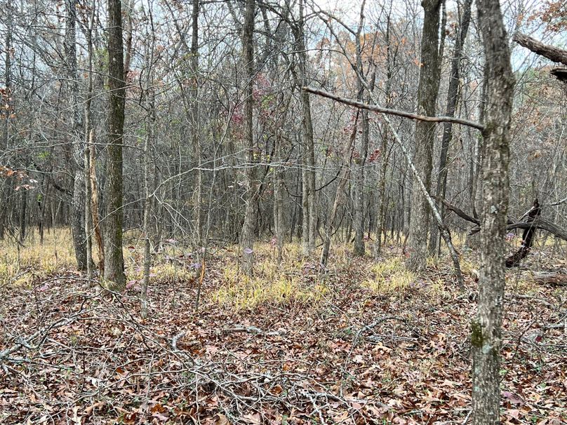 (39)Rubbing Hardwoods