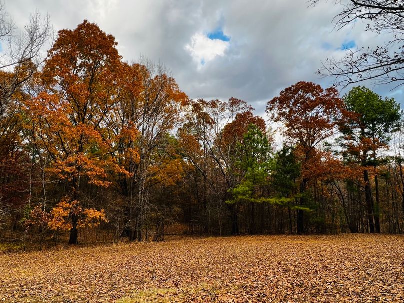 (2)Front Left Field 2