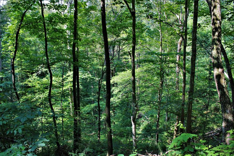 016 nice mix of mature and young timber