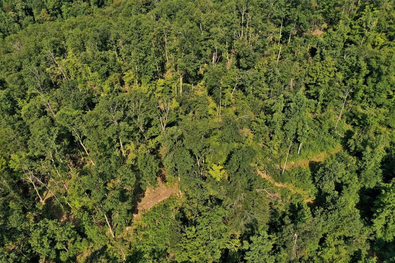 021 birds eye view looking down on the canopy and road system