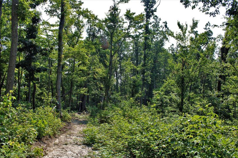 020 perfect wildlife habitat throughout the property