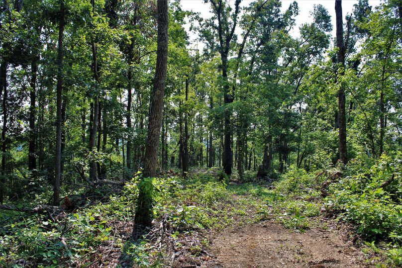 004 nice view from atop the ridge