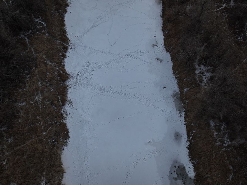 4 Game Tracks in snow