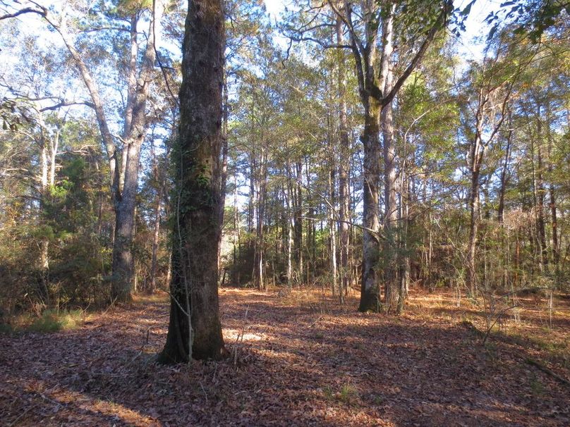 5C777CDF-5ADC-43B7-A2ED-FCC4F123E1B4_1_105_c