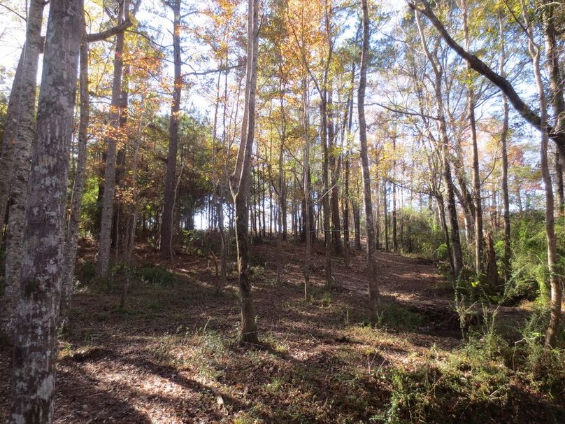 C43AC568-22E6-47CD-8E6B-6E2EE80E2DE9_1_105_c