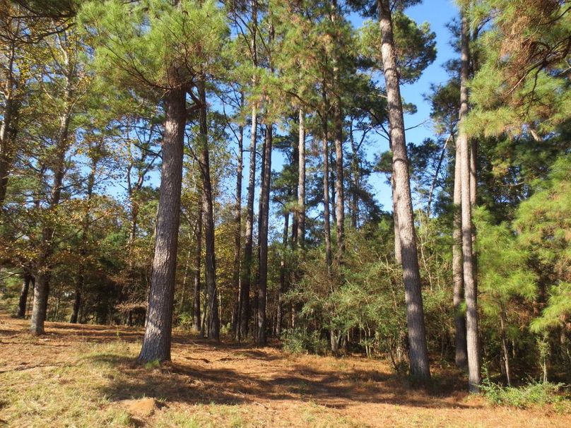 3FA21637-4AD2-486D-A832-B3477F14D4CC_1_105_c