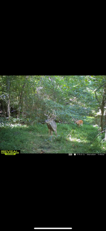 trailcam7