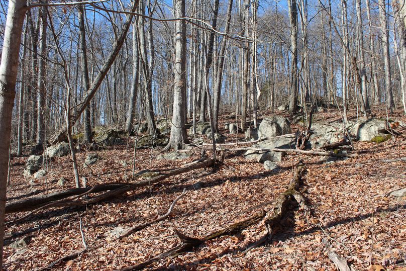 025 boulder laden forest floor just above the limestone bluffs