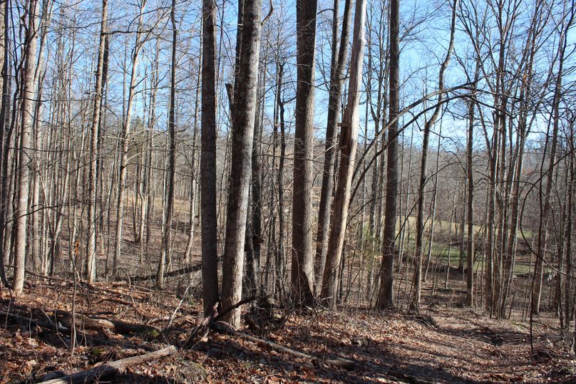 010 view from the wooded area out into the open fields