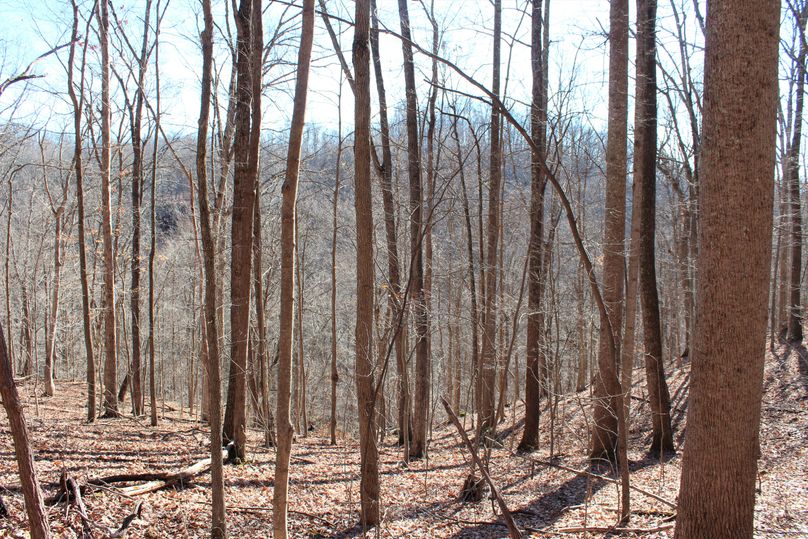 011 forested area just above the cave and limestone cliffline