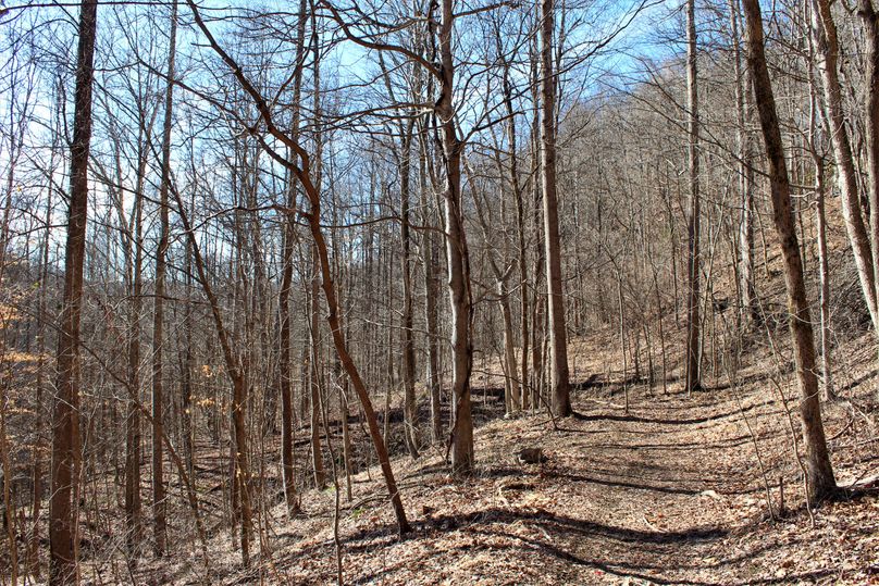 024 the trail system near the bottom of the valley toward the west boundary