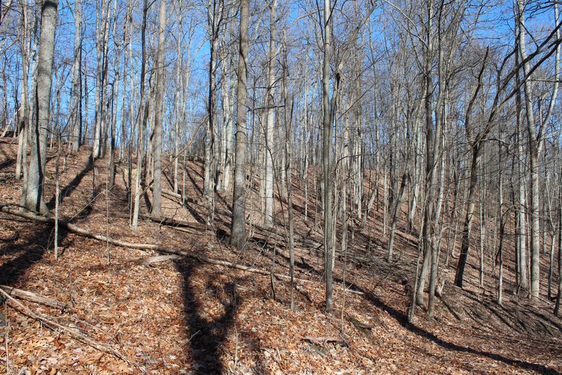 019 open hardwoods in the northwest area of the property