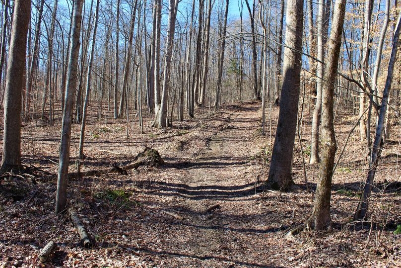 032 the well traveled trail leading west into the hardwoods