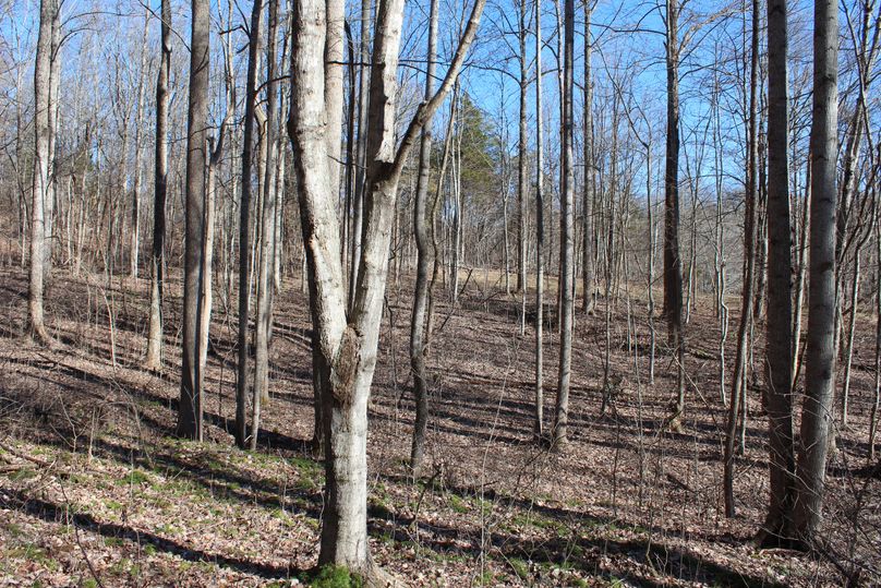 014 the open forest habitat just to the north of the old homestead