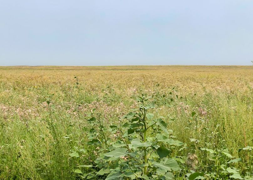 7. field