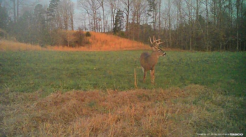 Game Cam 3
