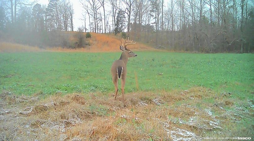 Game Cam 1